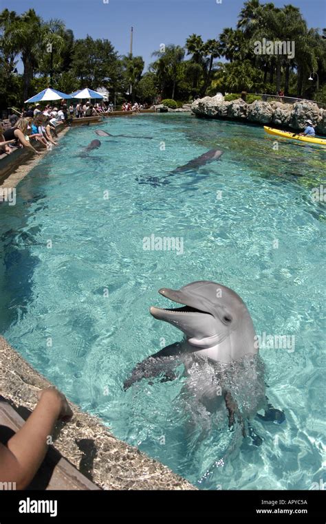 ORLANDO FL SeaWorld Dolphin Cove people feeding dolphins Stock Photo: 2964569 - Alamy