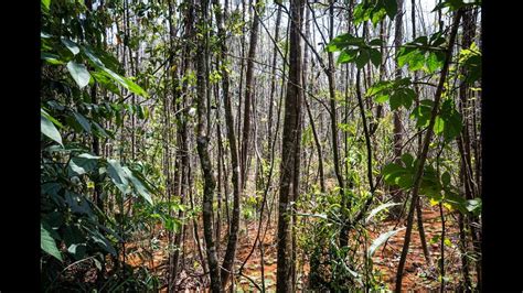 Extinct holly tree rediscovered in Brazil after 200 years | Charlotte Observer