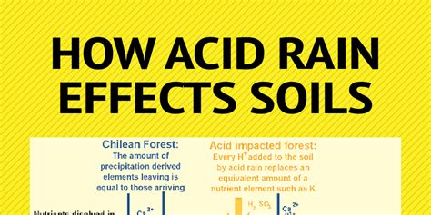 How acid rain effects soils - Infogram