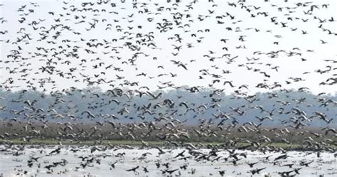 Assam: Pobitora Wildlife Sanctuary welcomes early surge of migratory ...