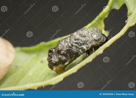 Close Up Shots of the Life Cycles of Leaf Beetle Stock Photo - Image of ...