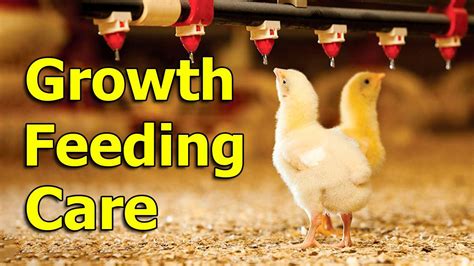 Life of Chicks on the Chicken Farm: Food and Sleep Above All 🐣🌽🛌 - YouTube