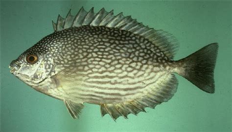 BERBISNIS IKAN BARONANG (Siganus canaliculatus (Park, 1797) ) ~ MEDIA PENYULUHAN PERIKANAN PATI