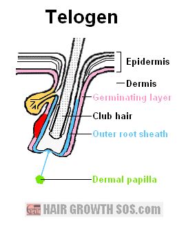 Hair Growth Cycle - All Phases of the Hair Cycle Fully Explained