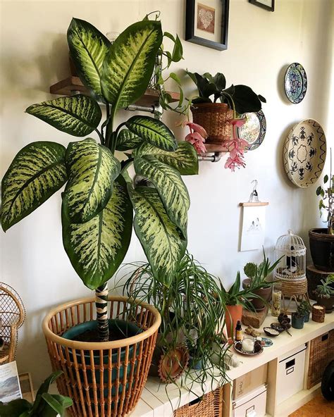 10 Easy-To-Care Houseplants Anyone Can Keep Alive