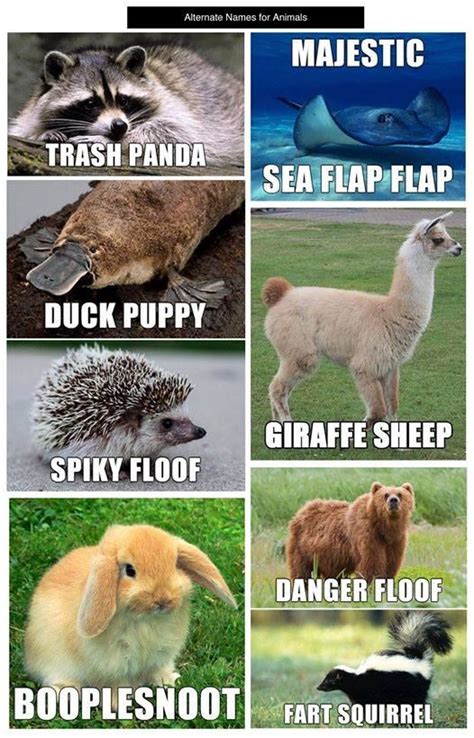 Alternative animal names | Funny animal names, Funny animal jokes, Funny dog memes