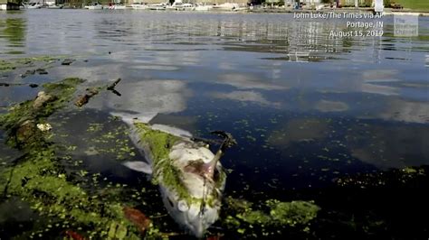 Indiana Chemical Spill Causes Fish Kill on Lake Michigan | The Weather Channel