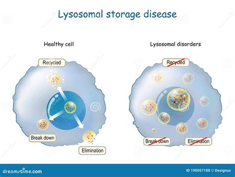 Lysosome Function. Multitask Lysosome. Intracellular Digestion Stock ...