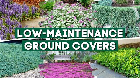 5 Low Maintenance Ground Cover Plants to Prevent Weeds 👍👌 // Part 1 💚 ...