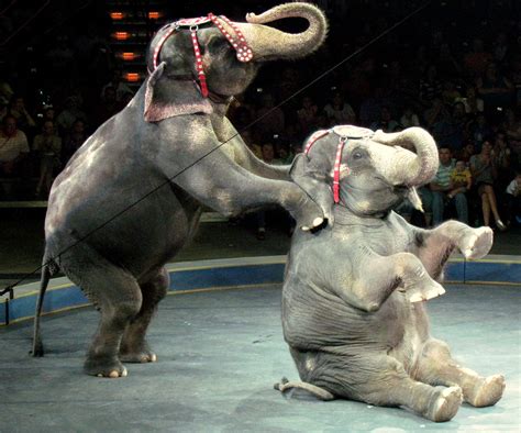 Circus in Germany replaces live animal performances with dazzling 3D ...