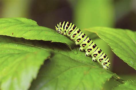 How to Protect Your Flowers From Caterpillar Pests