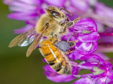 Dan Simon Macrophotography — Honey bee at the NY Botanical Garden. That purple...