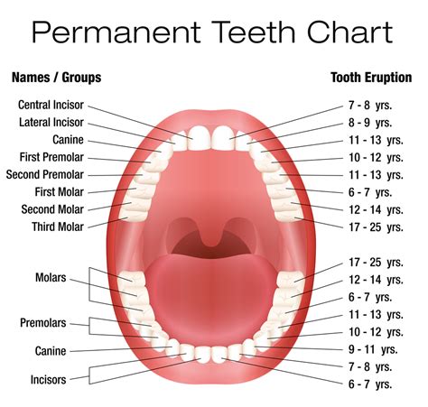 How to Read an Eruption Chart From Your Dentist - Cabarrus Health Alliance - Kannapolis | NearSay