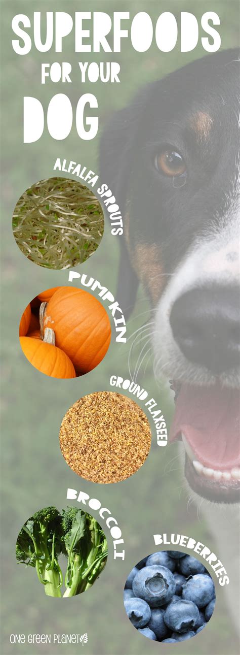 Boost Your Dog’s Diet: Superfoods for Fido. | Dog food recipes, Food animals, Vegan dog