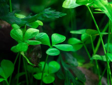 Marsilea Hirsuta Care Guide - Carpet, Floating, Propagation - The Aquarium Guide