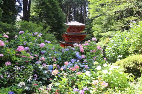 Beautiful blossoms: Kyoto’s most stunning seasonal flowers and where to ...