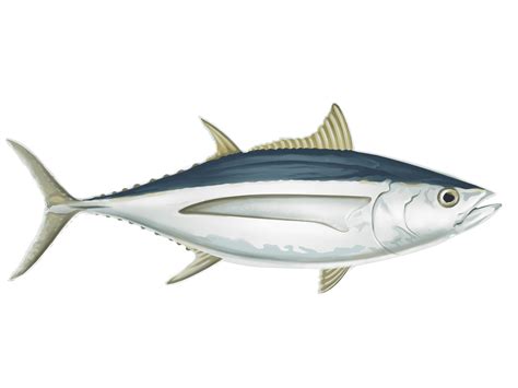 Albacore Vs Tuna