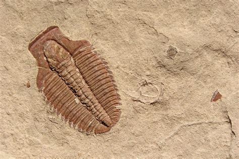 Trilobites and Cambrian Utah - Utah Geological Survey