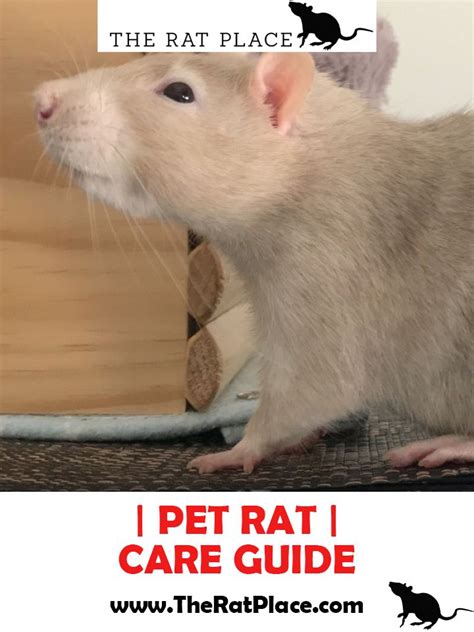 Pet Rats, Pets, Rat Care, Rodents, Reading, Animals, Animales, Animaux ...