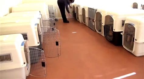 [VIDEO] Check Out These Incredible K9 Training Dogs And The Willpower ...