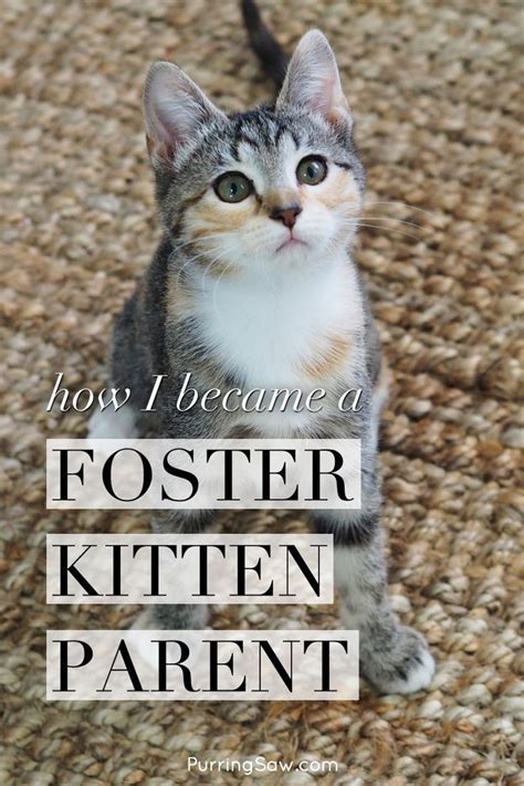 How I Became A Foster Kitten Parent | Foster kittens, The fosters