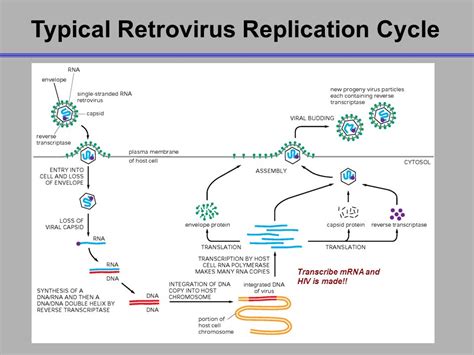 Represent schematically replication of retrovirus.