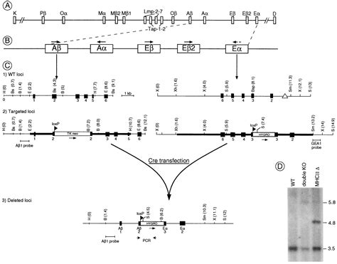 Mice lacking all conventional MHC class II genes | PNAS