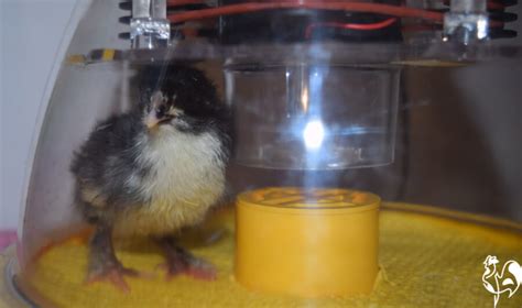 Ten steps to your perfect chicken egg incubator.