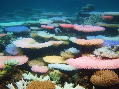 Colourful corals are actually fighting for survival | The Independent ...