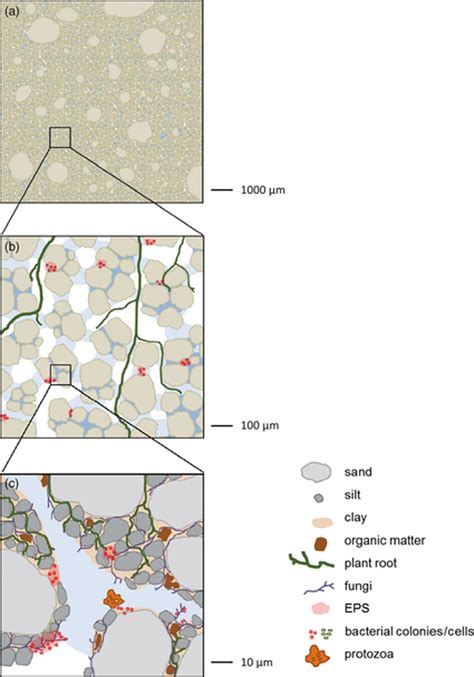 The micro-scale soil habitat. Soils appear to be a rather homogeneous ...