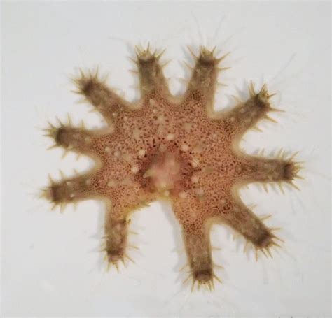 Revealed coral fights back against crown of thorns starfish - The University of Sydney