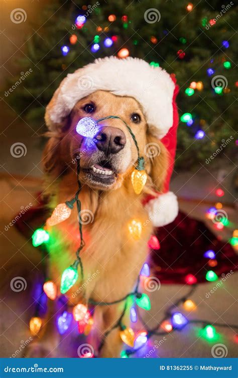 Golden Retriever Dog Wrapped in Colorful Christmas Lights Stock Image - Image of happy, bright ...