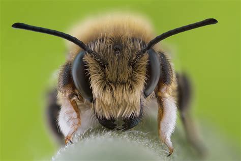 Behind the Lens – Insect Macro Photography Tips | Photocrowd Photography Blog