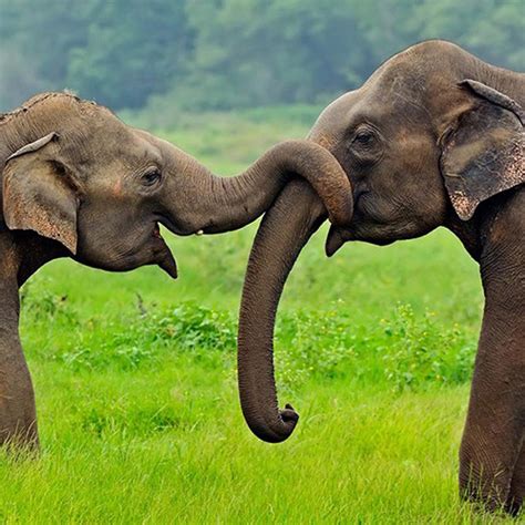 Project Elephant - A Comprehensive Guide on Asian Elephants