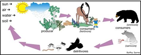 Producer, CONSUMERS (H, C, O), Decomposer/ Prey & Predator - Quizizz