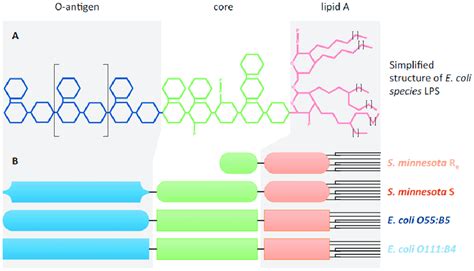 Structure of lipopolysaccharides. (A) Simplified structure of E. coli ...