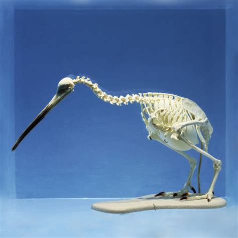 Kiwi Bird Skeleton