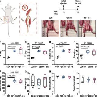 Intramuscular injections of follistatin (FST) induce muscle hypertrophy... | Download Scientific ...