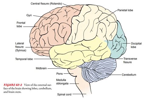 Anatomy of the Central Nervous System