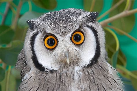 Owl | San Diego Zoo Animals & Plants