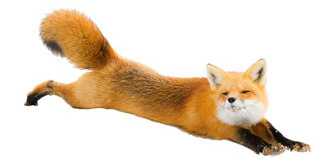 Red fox Arctic fox Dog Silver fox - Fox PNG png download - 1200*600 ...