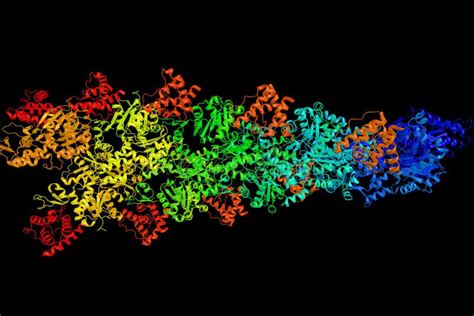 Alpha-actinin-3, a Protein with Multiple Roles in Different Cell Stock Photo - Image of ...