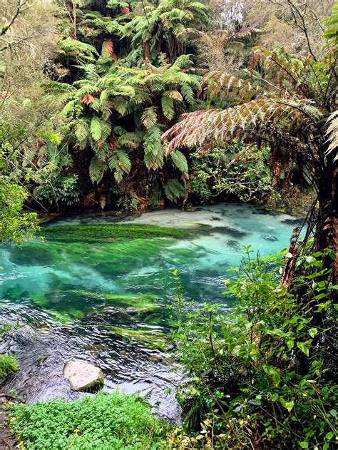 Blue Spring Putaruru Waikato New Zealand [3024x4032] [OC] #Music #IndieArtist #Chicago | Waikato ...