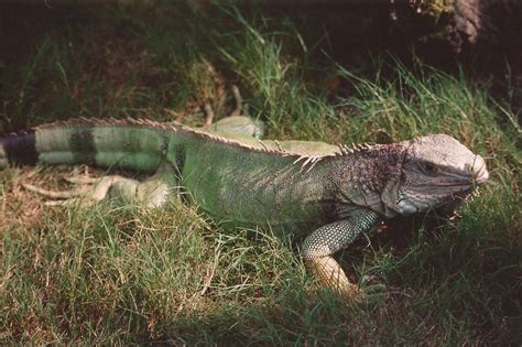 Green Iguana | Reptile & Amphibian Discovery Zoo