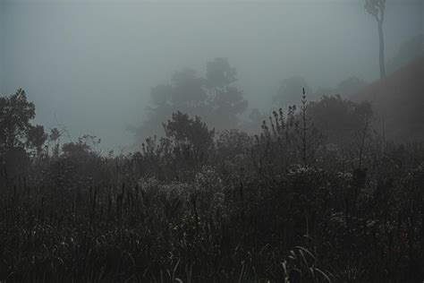 Foggy morning in misty forest · Free Stock Photo