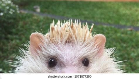 Cinnamon Hedgehog Beautiful Cute Eyes Cute Stock Photo 1571877250 | Shutterstock