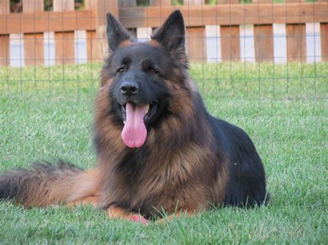 Long Haired Black And Red German Shepherd Puppies For Sale | German Shepherd Puppies