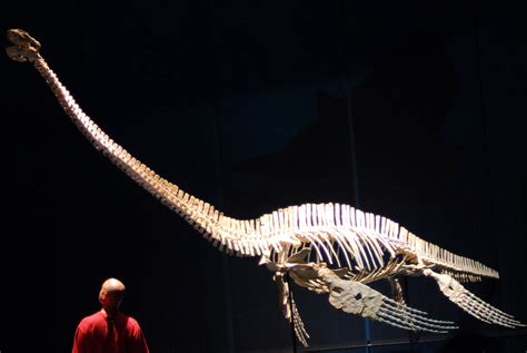 tellus science museum 094 | Tellus Science Museum Elasmosaur… | Flickr