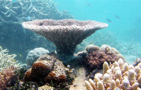 The Research | Reef Biosearch