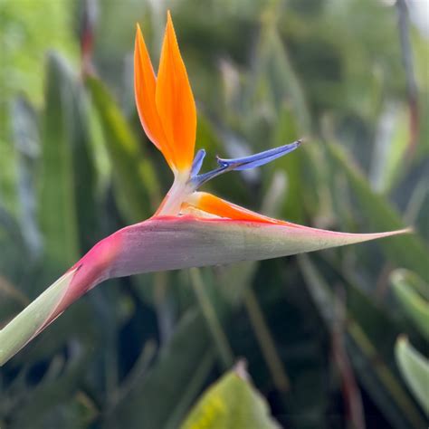 Orange Bird Of Paradise for Sale | PlantologyUSA.com – Plantology USA